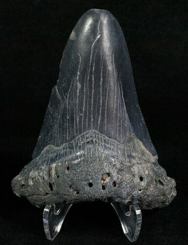 Bargain Angustidens Tooth - Pre-Megalodon #5629